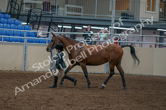 2020 - AB Morgan Horse - Fri, Sept 04 - 00757