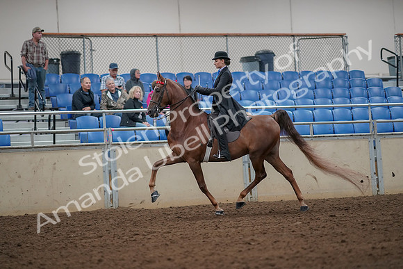 2019 Morgan Horse Show - Aug 30, 2019 - 24970