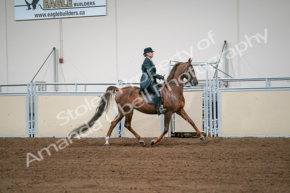 2020 - AB Morgan Horse - Fri, Sept 04 - 08115