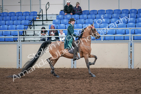 2020 - AB Morgan Horse - Sat, Sept 05 - 13895