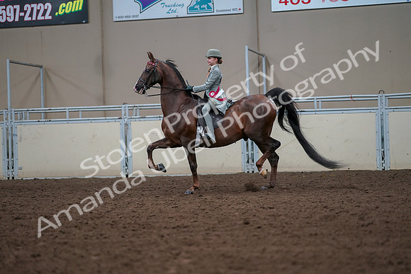 2019 Morgan Horse Show - Aug 30, 2019 - 18260