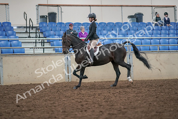 2019 Morgan Horse Show - Aug 30, 2019 - 20390