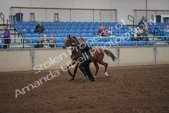 2019 Morgan Horse Show - Aug 30, 2019 - 25552