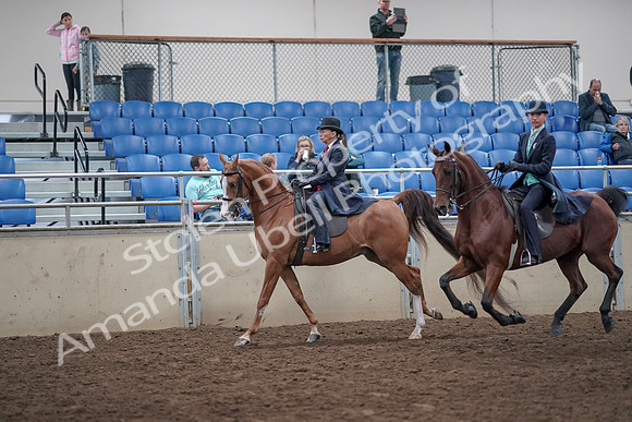 2019 Morgan Horse Show - Aug 31, 2019 - 08811