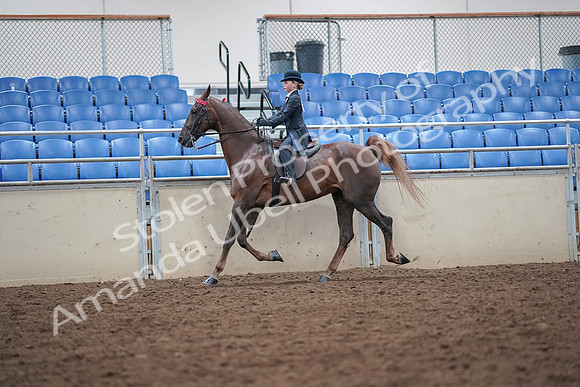 2019 Morgan Horse Show - Aug 30, 2019 - 17924