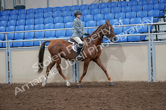 2020 - AB Morgan Horse - Fri, Sept 04 - 03107