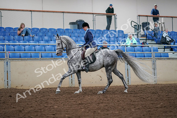 2019 Morgan Horse Show - Aug 30, 2019 - 16287