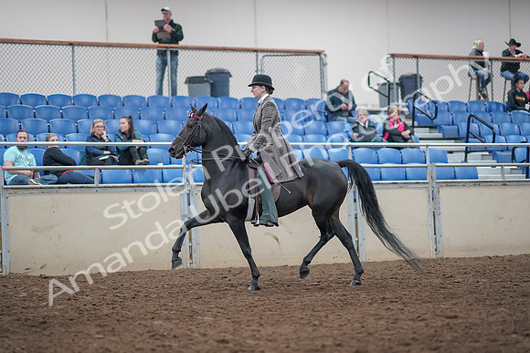 2019 Morgan Horse Show - Aug 31, 2019 - 08501