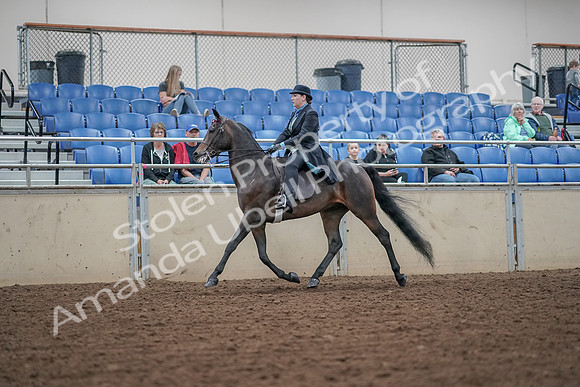 2019 Morgan Horse Show - Aug 30, 2019 - 15536
