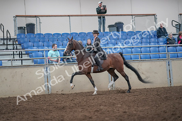 2019 Morgan Horse Show - Aug 31, 2019 - 08690