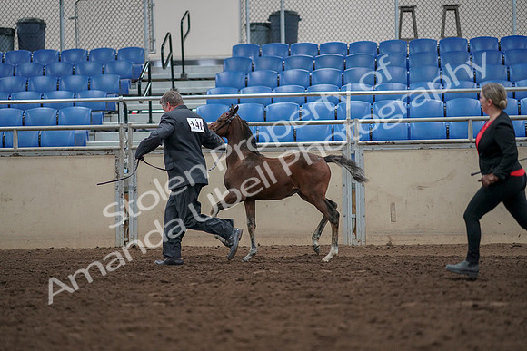 2019 Morgan Horse Show - Aug 31, 2019 - 00415