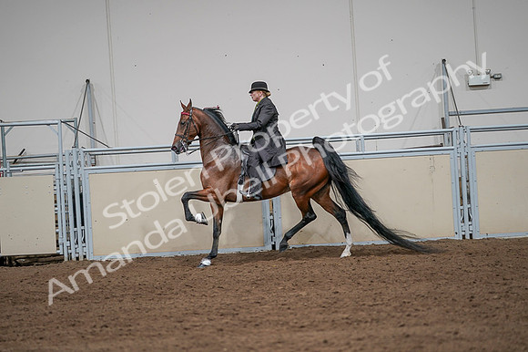 2020 - AB Morgan Horse - Fri, Sept 04 - 09661