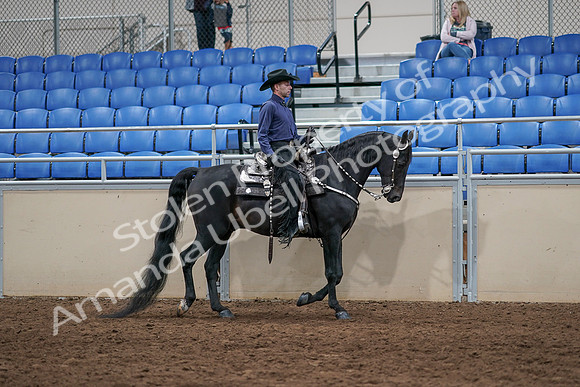 2020 - AB Morgan Horse - Sun, Sept 06 - 07531