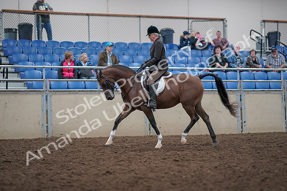 2019 Morgan Horse Show - Aug 31, 2019 - 15884