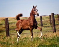 Arabians - 049