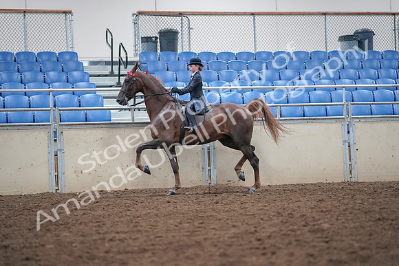 2019 Morgan Horse Show - Aug 30, 2019 - 17921