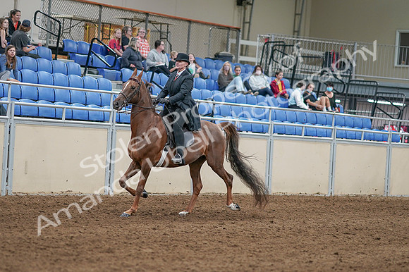 2020 - AB Morgan Horse - Fri, Sept 04 - 08022