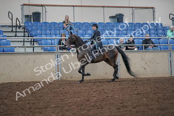 2019 Morgan Horse Show - Aug 30, 2019 - 15374