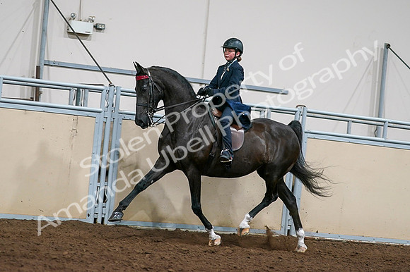 2020 - AB Morgan Horse - Fri, Sept 04 - 03228