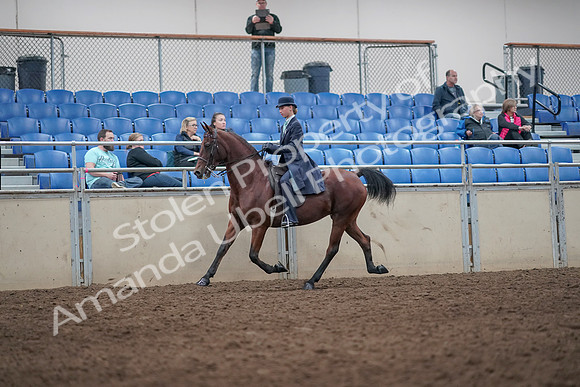2019 Morgan Horse Show - Aug 31, 2019 - 08588