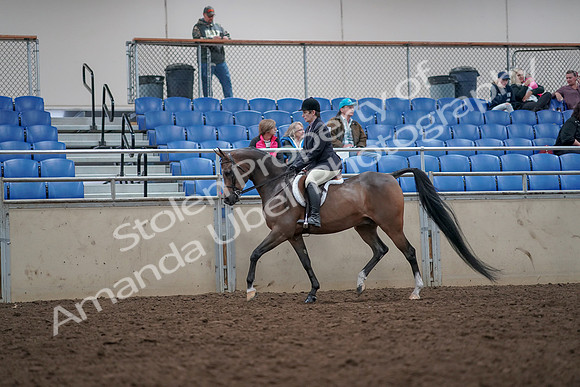 2019 Morgan Horse Show - Aug 31, 2019 - 15877