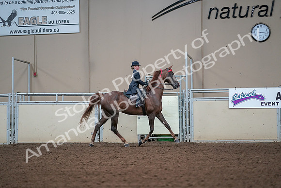 2019 Morgan Horse Show - Aug 30, 2019 - 17977