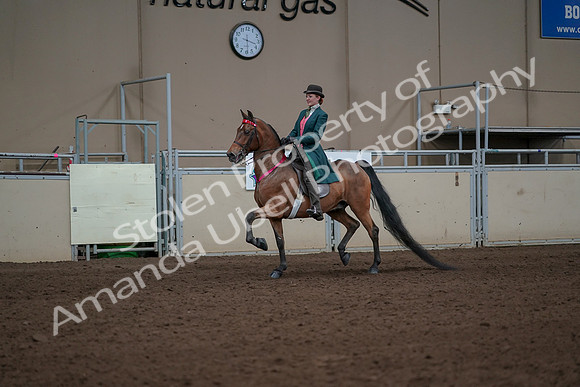 2019 Morgan Horse Show - Sept 01, 2019 - 13462