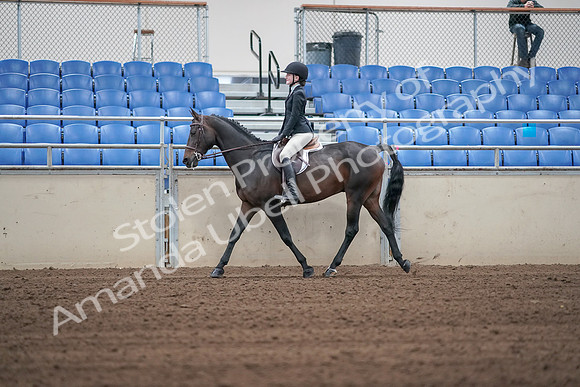 2019 Morgan Horse Show - Sept 01, 2019 - 03665