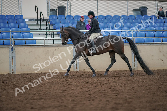 2019 Morgan Horse Show - Aug 30, 2019 - 19875