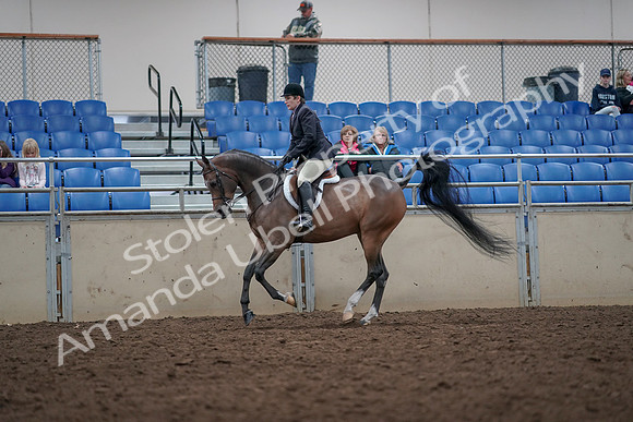 2019 Morgan Horse Show - Aug 31, 2019 - 16040
