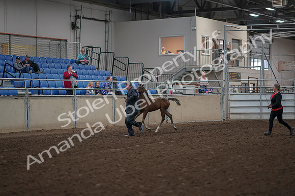2019 Morgan Horse Show - Aug 31, 2019 - 00360