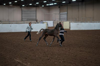 2019 Morgan Horse Show - Aug 31, 2019 - 00193