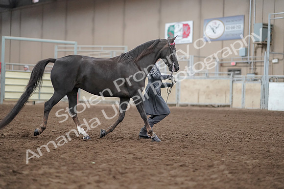 2019 Morgan Horse Show - Aug 31, 2019 - 01879
