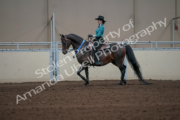 2019 Morgan Horse Show - Sept 01, 2019 - 07313