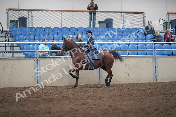 2019 Morgan Horse Show - Aug 31, 2019 - 08590