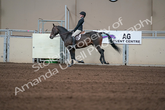 2019 Morgan Horse Show - Sept 01, 2019 - 03736