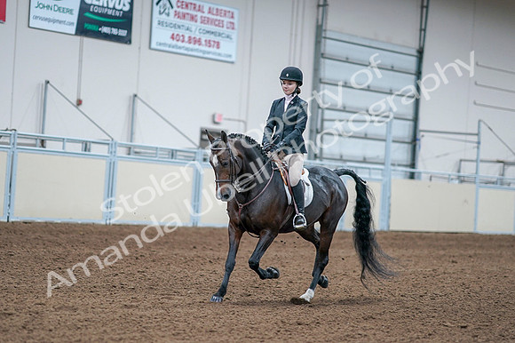 2020 - AB Morgan Horse - Fri, Sept 04 - 06161