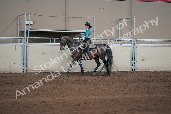 2019 Morgan Horse Show - Sept 01, 2019 - 06908