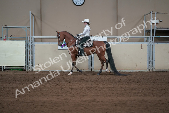 2019 Morgan Horse Show - Sept 01, 2019 - 06956