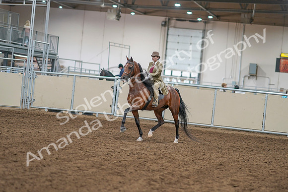 2020 - AB Morgan Horse - Sat, Sept 05 - 07922