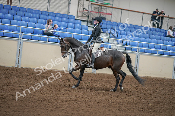2020 - AB Morgan Horse - Fri, Sept 04 - 05837