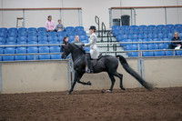 2019 Morgan Horse Show - Aug 31, 2019 - 09242
