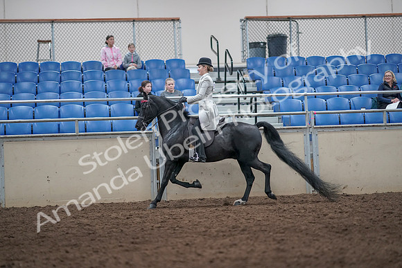 2019 Morgan Horse Show - Aug 31, 2019 - 09242
