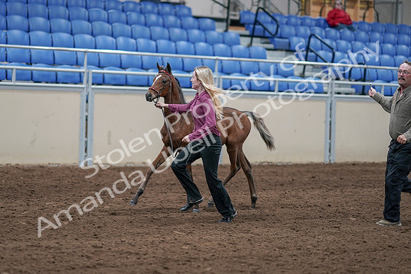 2020 - AB Morgan Horse - Sat, Sept 05 - 00469