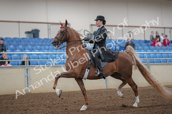 2019 Morgan Horse Show - Aug 30, 2019 - 24983
