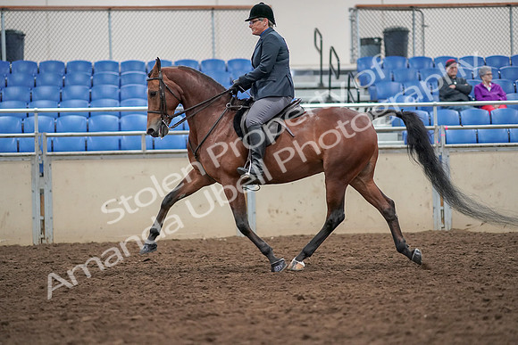 2019 Morgan Horse Show - Aug 30, 2019 - 20380