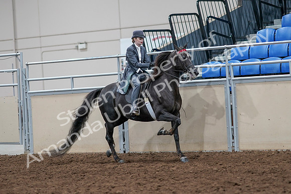 2020 - AB Morgan Horse - Sat, Sept 05 - 13907