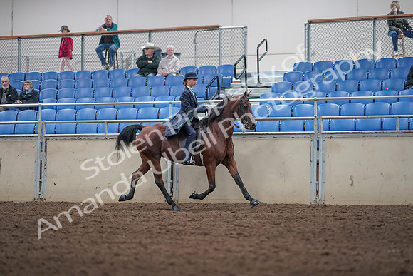2019 Morgan Horse Show - Aug 31, 2019 - 08867