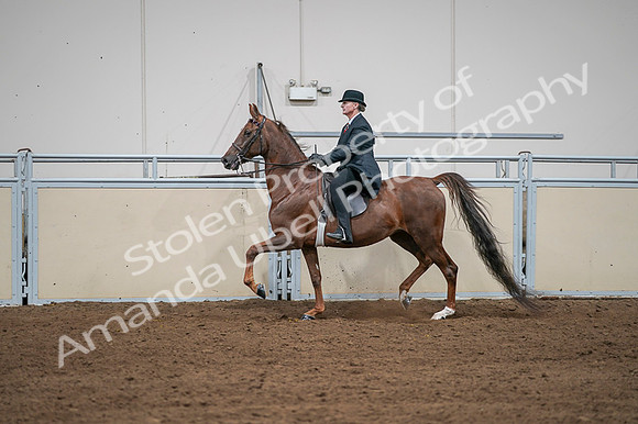 2020 - AB Morgan Horse - Fri, Sept 04 - 07982