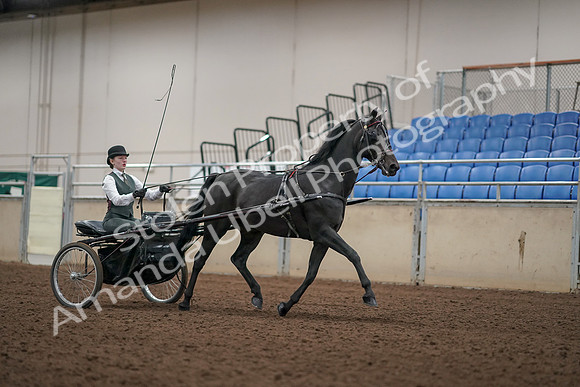 2019 Morgan Horse Show - Aug 31, 2019 - 04748
